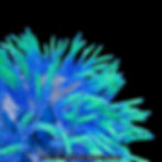 Coral Eggs Manually Generative 3D Digital Artwork