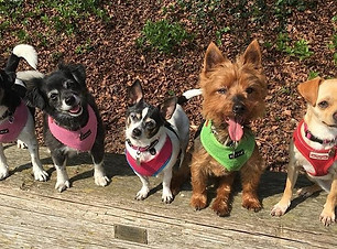 dog%2520walking_edited_edited.jpg