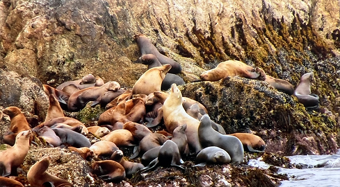 seals.heic