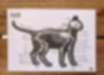 Soins énergétiques aux animaux - Le CHAT Squelette et Organes - Planche pour pendule