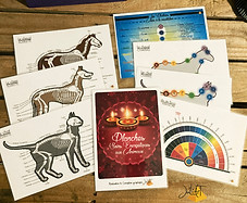 Kit soins énergétiques humains et animaux