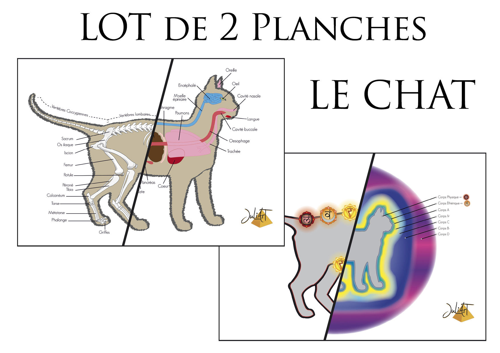 Soins énergétiques LE CHAT - LOT 2 Planches pour pendule - Chakras, Aura, Squelette, Organes