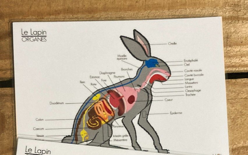 Miniature : Soins énergétiques - Planche pour pendule LAPIN Squelette et Organes