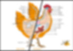 Soins énergétiques aux animaux - Planche pour pendule - POULE Squelette et Organes -