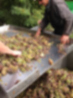 Trie vendanges 2017