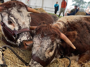 Dorset County Show Recap: Puddles, Ponies, and Plenty of Fun!
