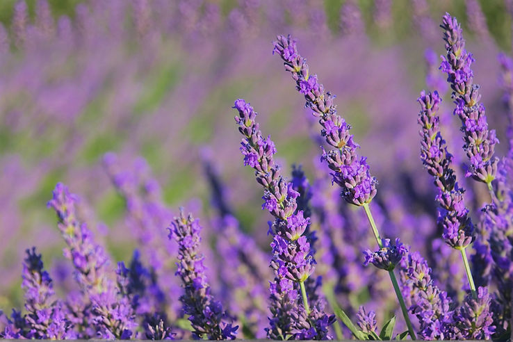 Add a little bit of body text_edited_edited.jpg