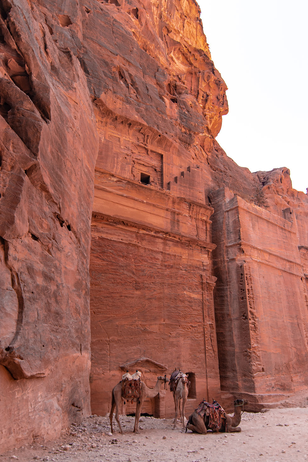 Camels, Street of Facades