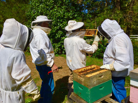 Calling All Veterans; New Beekeeping Class
