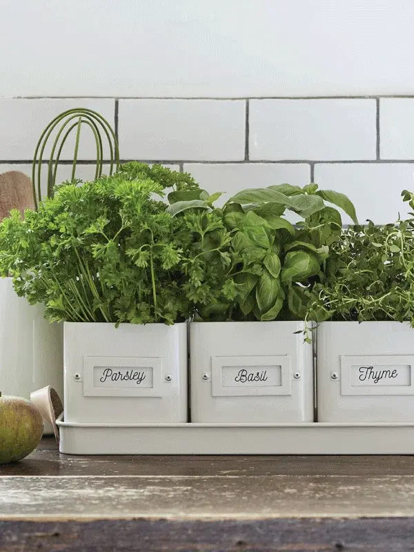 Three herb pots in a steel tray with leather handles