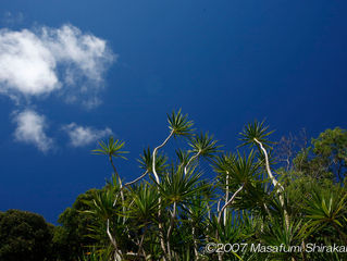 Saipan Series 2007-65