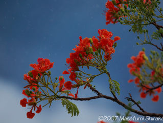 Saipan Series 2007-42