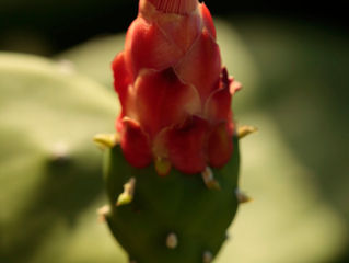 Saipan Series 2009-41