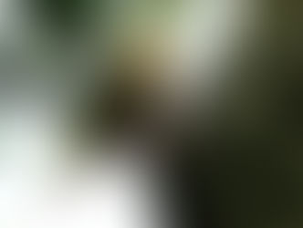 Saipan Series 2008-71