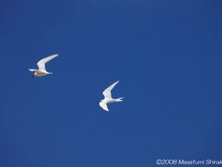 Saipan Series 2008-60