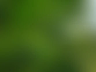 Saipan Series 2008-58