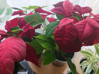 Revival！😃✨🌿