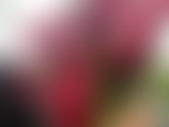 元気なポインセチア