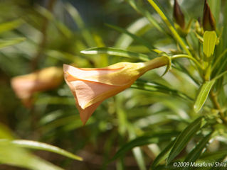 Saipan Series 2009-30