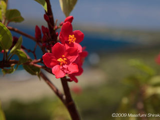 Saipan Series 2009-31