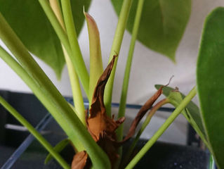 Anthurium sprouts
