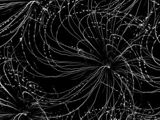 Koukai Series 2012-81