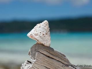 Saipan Series 2007-55