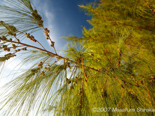 Saipan Series 2007-24