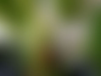 アンスリウムの新芽