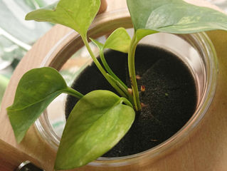 Pothos sprout