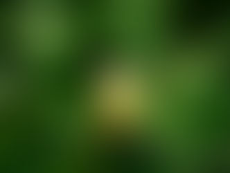 Saipan Series 2007-48