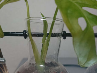 マドカズラの新しい芽