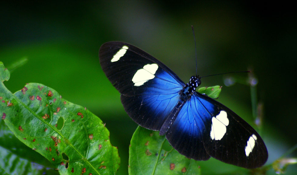 butterfly symbolizing the two 'wings' of Tranquil Celebrations and Marketing