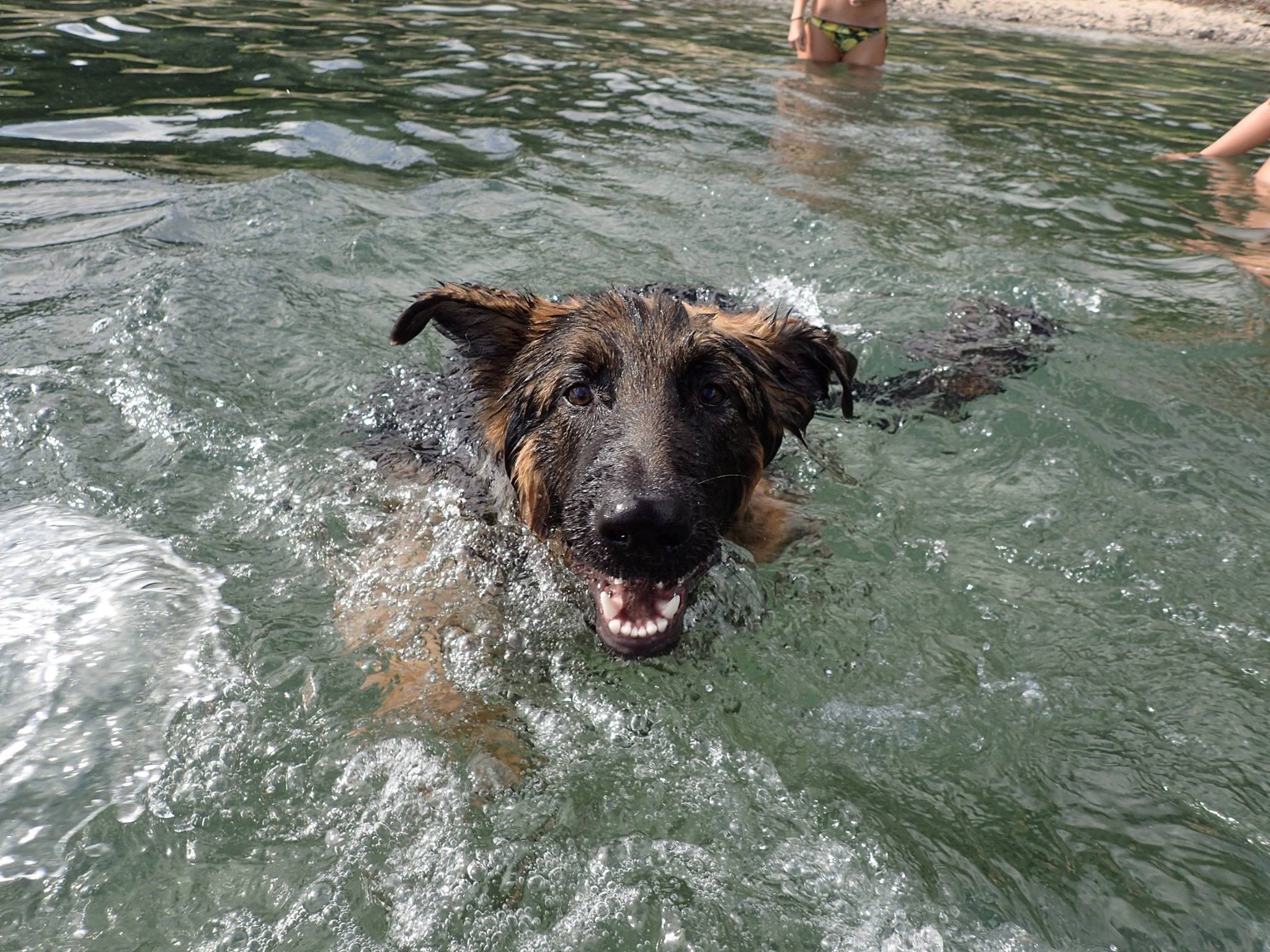 Dog Kennels Falkirk Falkirk Country Getaway Boarding Kennels