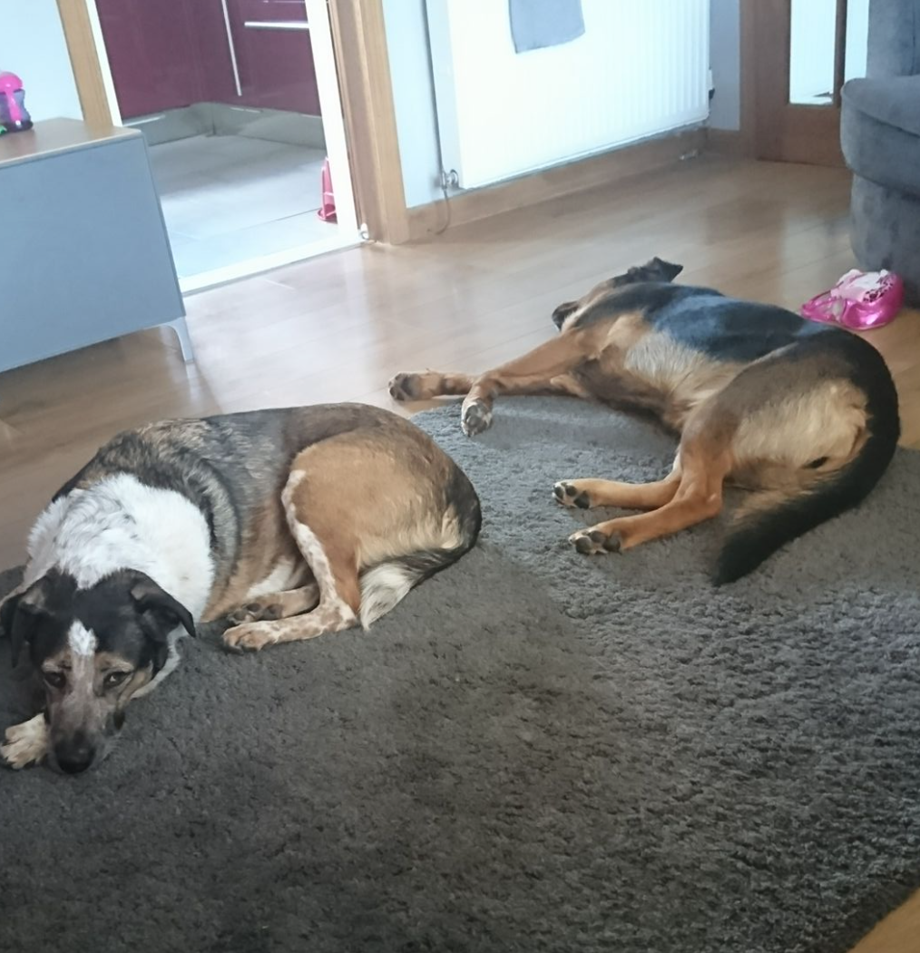 Testimonials Falkirk Country Getaway Boarding Kennels