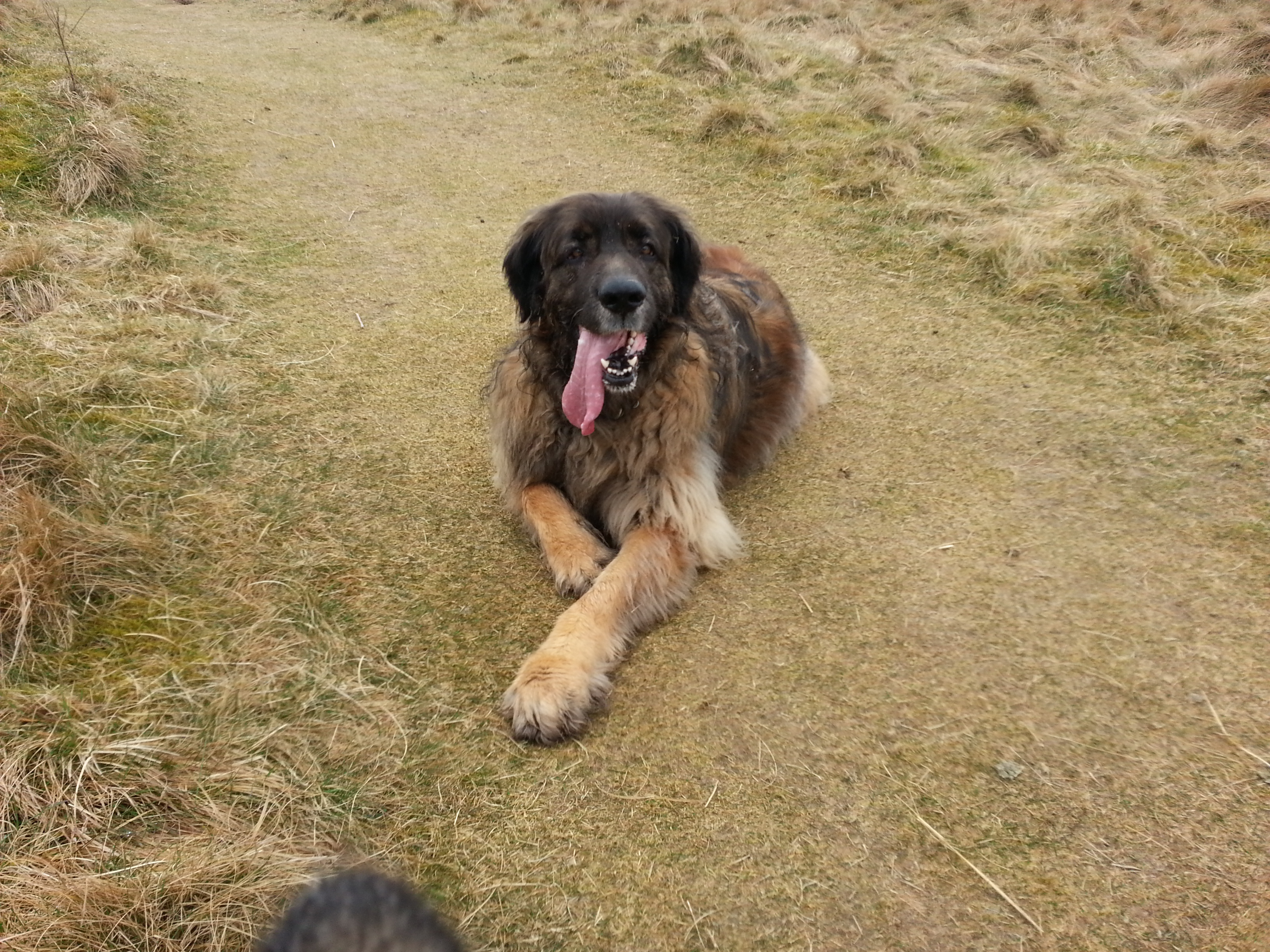 Dog Kennels Falkirk Falkirk Country Getaway Boarding Kennels