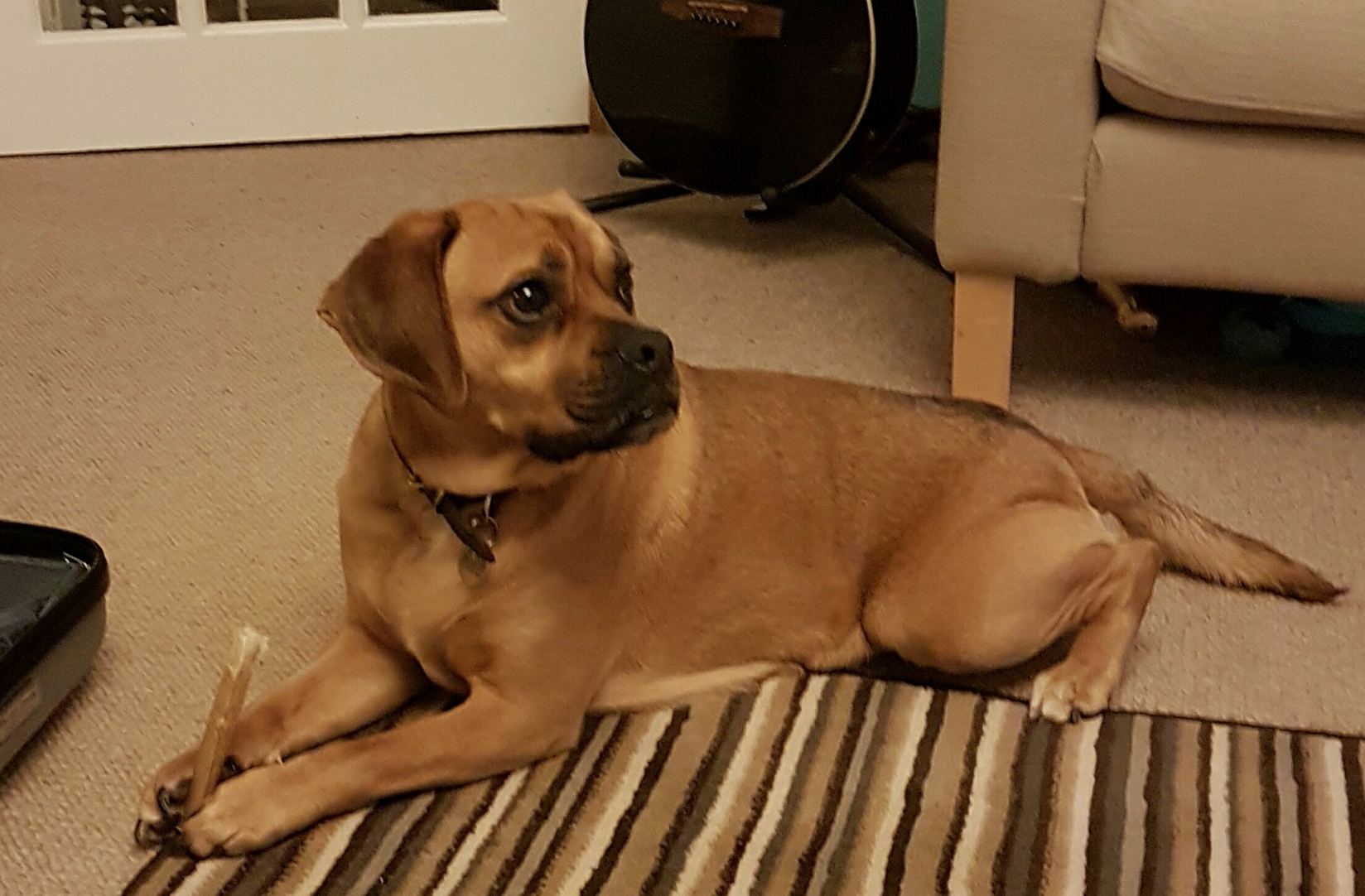 Testimonials Falkirk Country Getaway Boarding Kennels