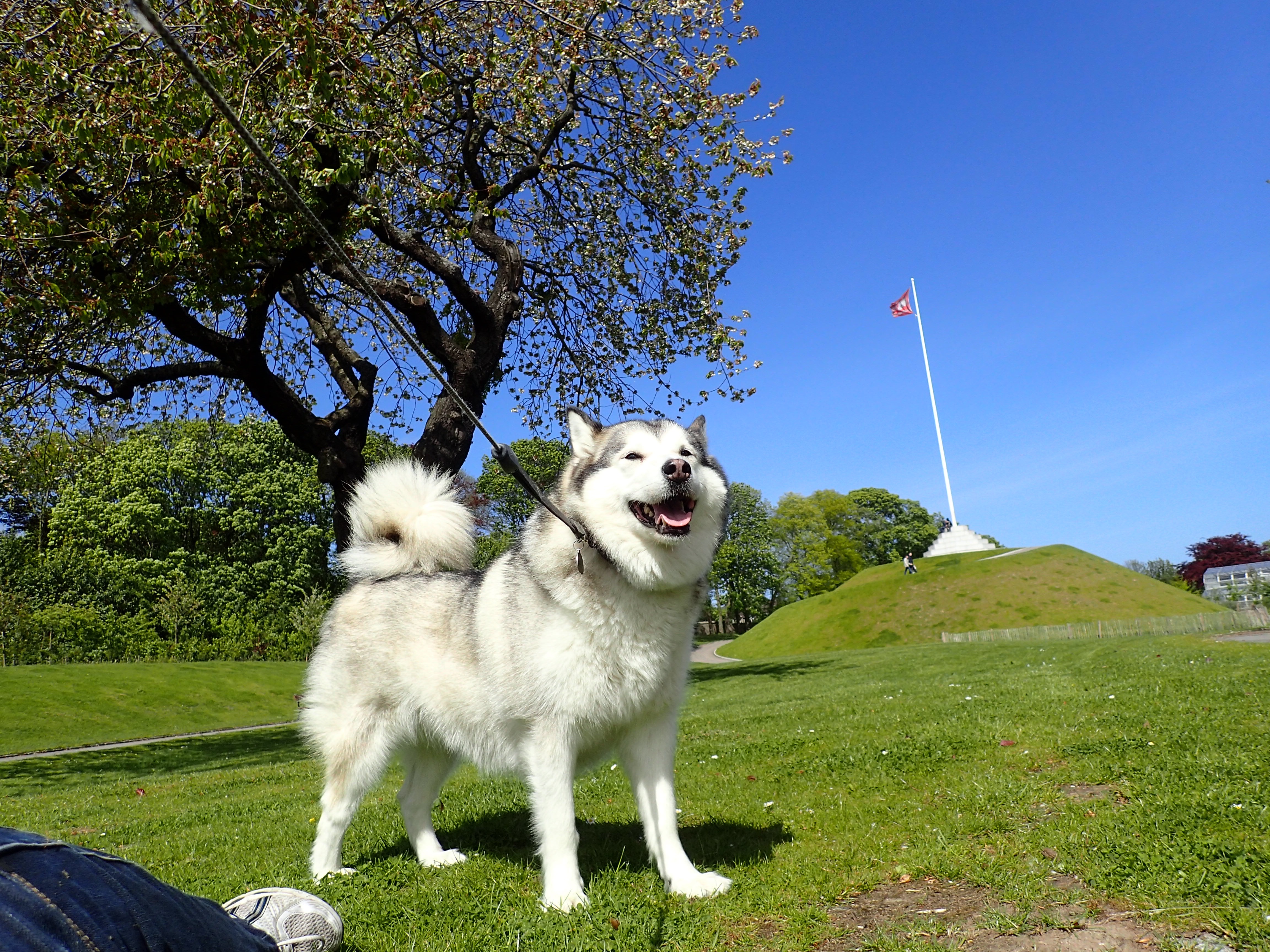 Dog Kennels Falkirk Falkirk Country Getaway Boarding Kennels