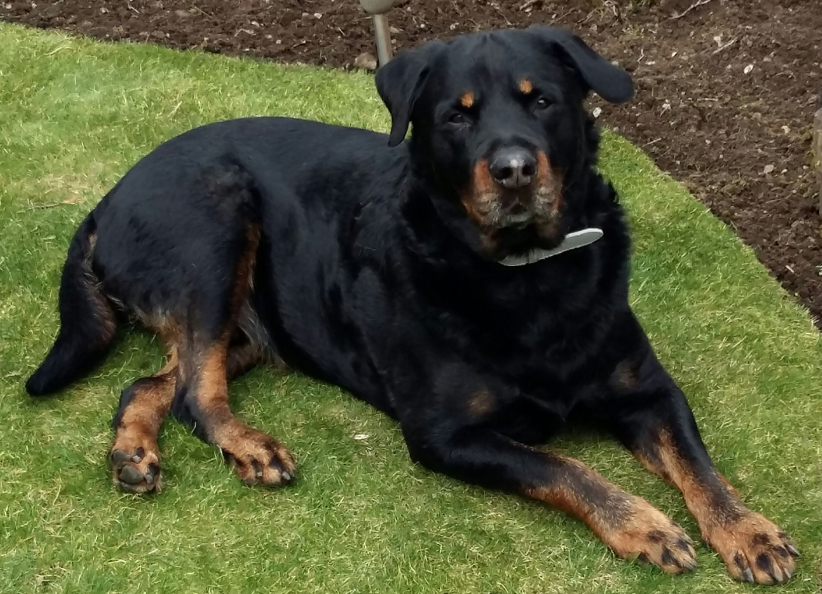 Testimonials Falkirk Country Getaway Boarding Kennels