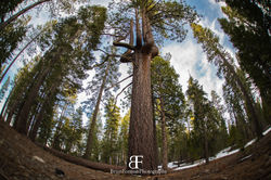 Sugar Pine Point