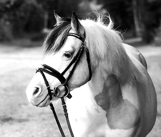 IMG_6264-2_edited.jpg
