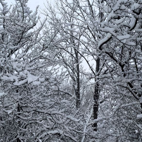 A Beautiful Winter Ritual:  Nature, Nourish, Nestle