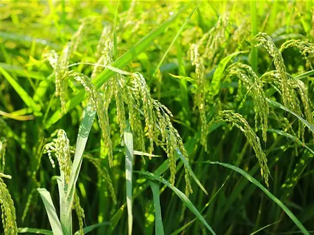 治療内容について