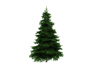 Christmas Tree Pick Up on 1/16/16