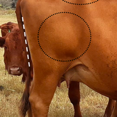 The Type of Cow Dr. Weston A. Price Would Have Been Proud Of