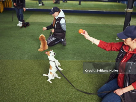 Dog Training: Mastering Advanced Techniques