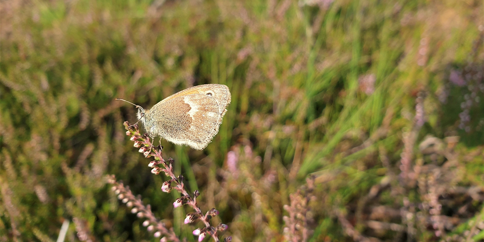 The Groote Heide – surprising landscapes and tiny creatures