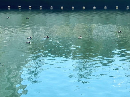 7羽の渡り鳥に見た世界