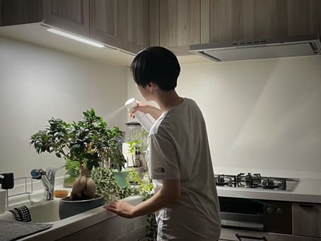 緑たちの夜会🌵