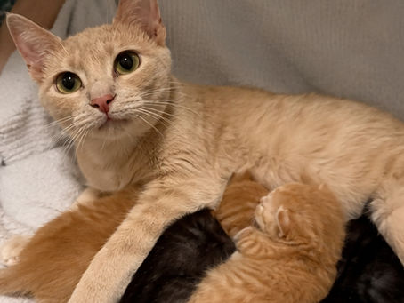 Mama Cat Refused to Leave Her Kittens' Side and Melted Hearts Everywhere She Went